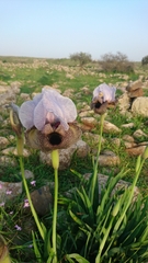 Iris hermona