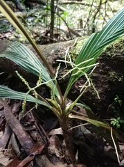 Dypsis pulchella