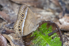 Mycalesis orseis