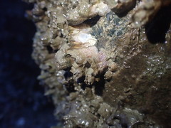 Fistulobalanus kondakovi