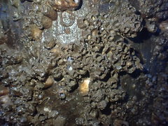 Fistulobalanus kondakovi