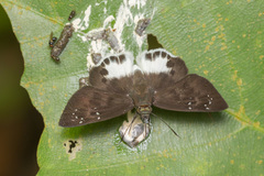 Tagiades ultra