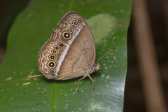 Mycalesis orseis