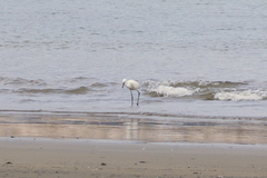 Egretta rufescens