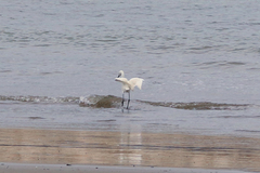 Egretta rufescens