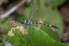Macrogomphus quadratus