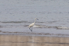 Egretta rufescens