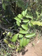 Diospyros sandwicensis