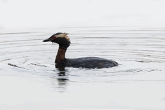 Podiceps auritus