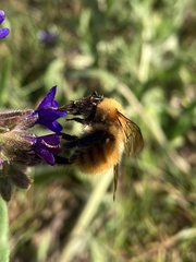 Bombus pascuorum gotlandicus