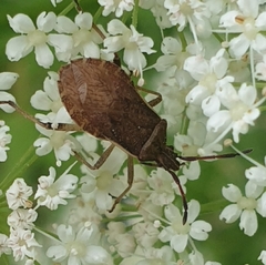 Ceraleptus lividus