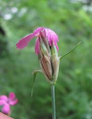 Dianthus capitatus