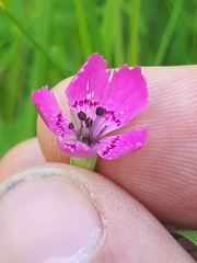 Microbotryum dianthorum