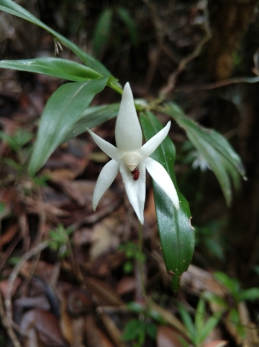 Angraecum mauritianum