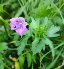 Geranium palustre
