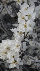 Prunus ursina