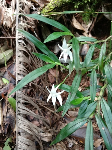 Angraecum mauritianum