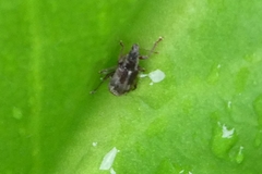 Polydrusus tereticollis