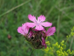 Dianthus capitatus