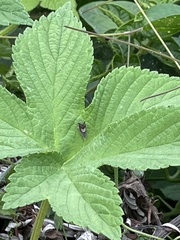 Grapholita delineana