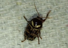 Cryptocephalus cribripennis