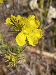Hibbertia cistiflora