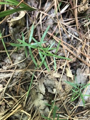 Galium uniflorum