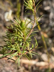 Hibbertia cistiflora