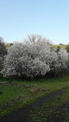 Prunus ursina