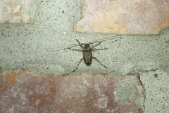 Leptostylopsis terraecolor