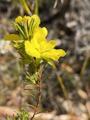 Hibbertia cistiflora