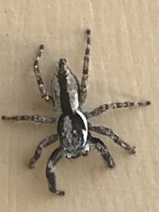 Menemerus bivittatus