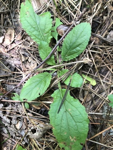 Chrysogonum australe, photograph 5
