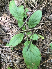 John Kees, CC0, iNaturalist via GBIF Chrysogonum australe, photograph John Kees, CC0, iNaturalist via GBIF