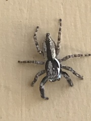 Menemerus bivittatus