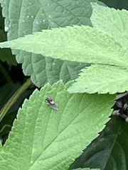 Grapholita delineana