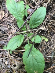Chrysogonum australe, photograph John Kees, CC0, iNaturalist via GBIF