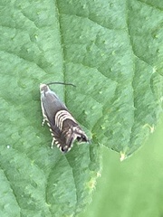 Grapholita delineana