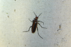 Pyrota tenuicostatis