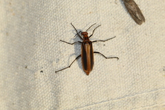 Pyrota tenuicostatis