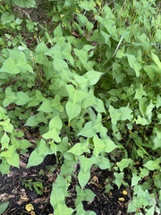 Persicaria thunbergii