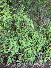 Persicaria thunbergii
