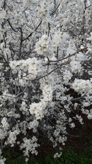 Prunus ursina