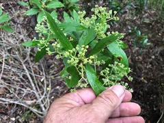 Pomaderris argyrophylla