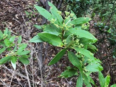 Pomaderris argyrophylla