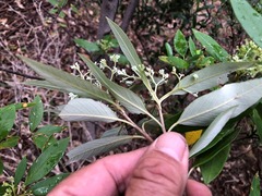 Pomaderris argyrophylla