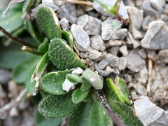 Arabis stellulata