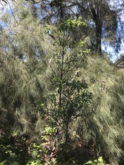 Psychotria mariniana