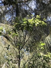 Psychotria mariniana