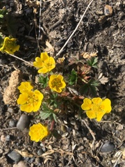 Potentilla hyparctica